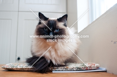 Ragdoll cat resting on kitchen table, looking at camera disapprovingly