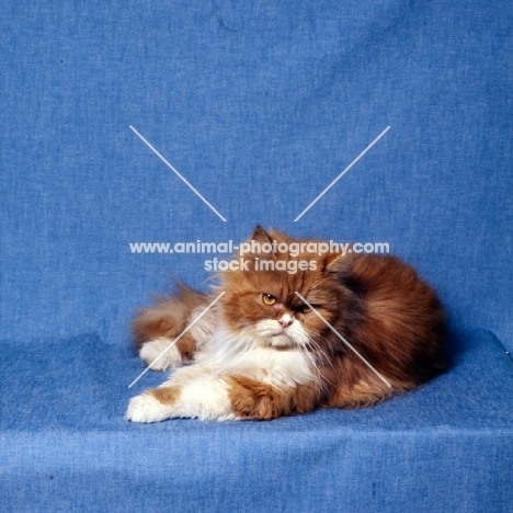 bi-coloured red tabby and white long hair cat