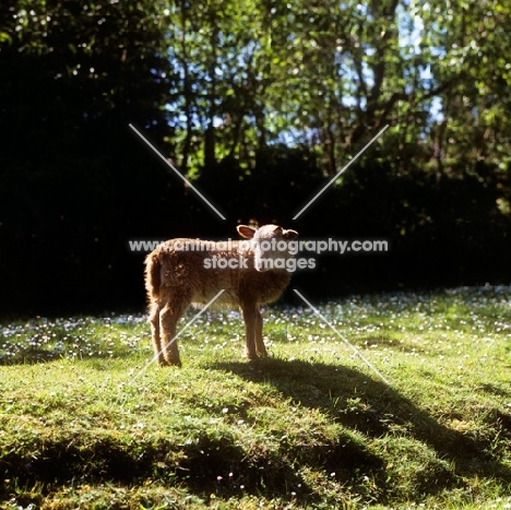 lamb in spring