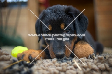 beauceron puppy with sad look