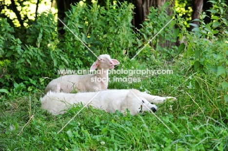Maremma Sheepdog near sheep