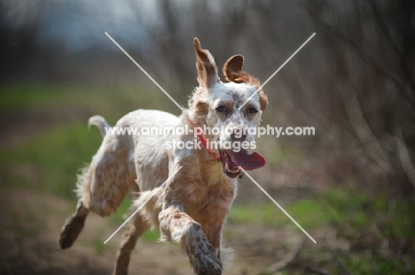 english setter running with tongue out