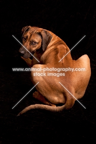 Rhodesian Ridgeback, back view on black background