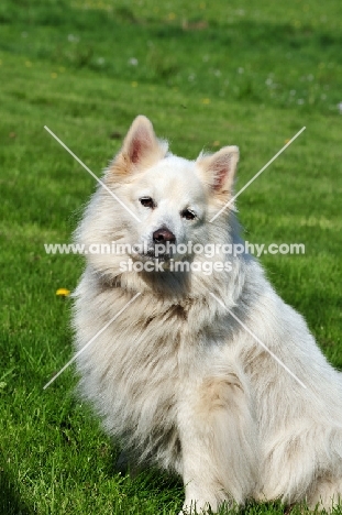 white Great German Spitz