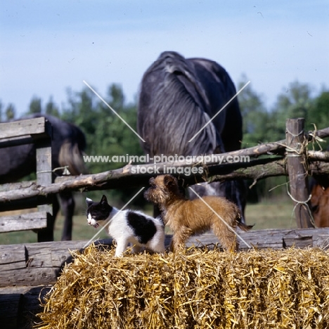 kitten and undocked griffon bruxellois puppy with horse