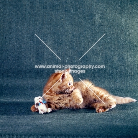 red tabby long hair kitten playing