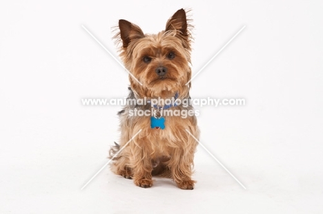 Yorkie on white background, front view