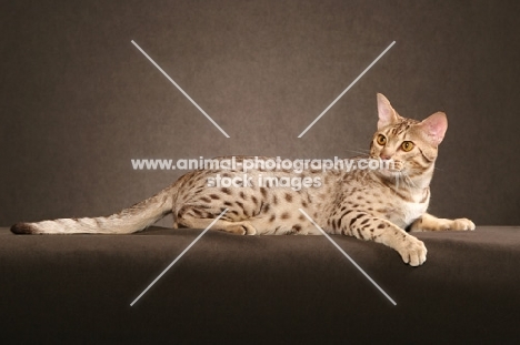 Ocicat lying down