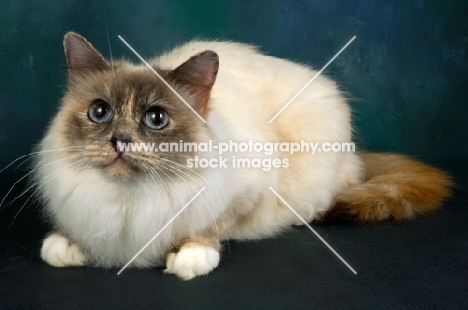 tortie birman cat looking up