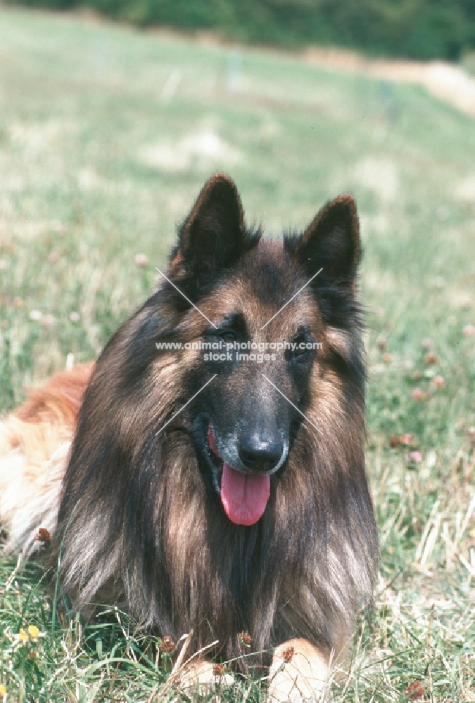 belgian sheepdog tervueren