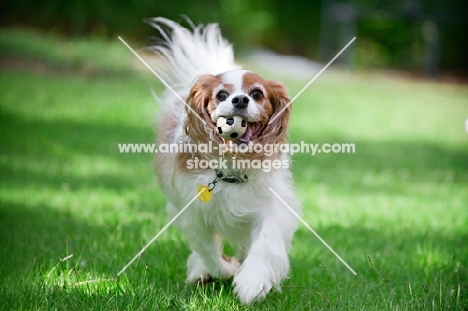 cavalier king charles spaniel running with ball in mouth