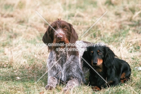 German Wirehaired Pointer and standard Dachshund