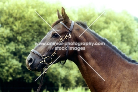 trakehner mare wearing a bridle