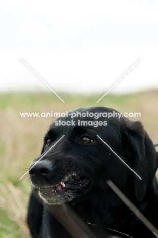 Labrador Retriever chewing on a stick, teeth showing.