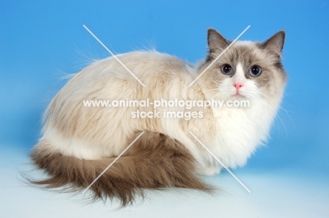 blue bi-colour ragdoll cat, lying down