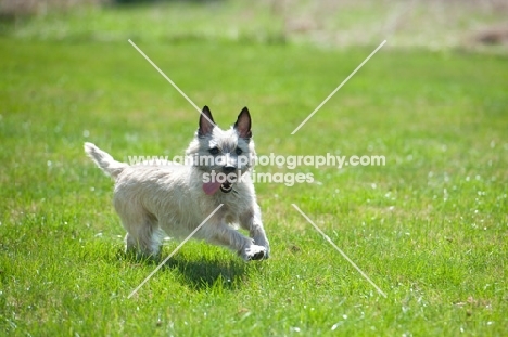 Wheaten Cairn terrier on grass running with tennis ball.