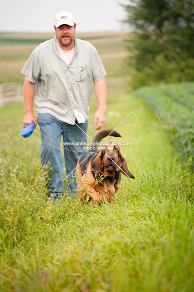 man with bloodhound walking in grassy field with soybean field to the side