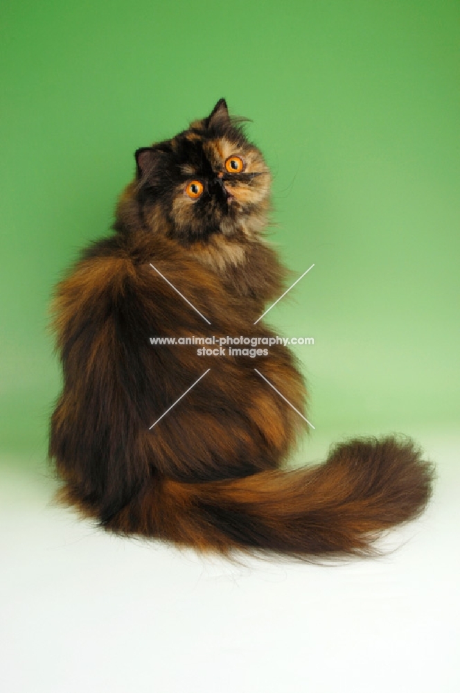 tortoiseshell persian cat sitting down