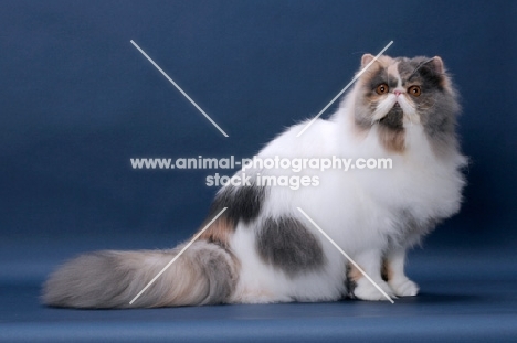 fluffy female Persian sitting on blue background, Blue Tortie & White colour