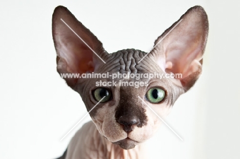 sphynx kitten looking into camera, headshot