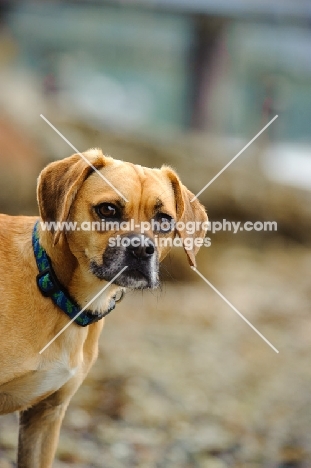 Puggle head study