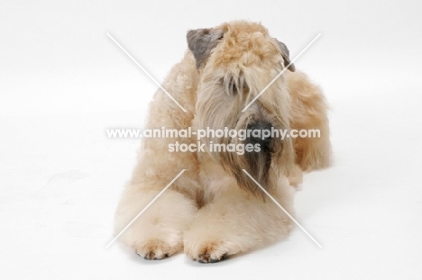 Australian champion Soft Coated Wheaten Terrier, in studio
