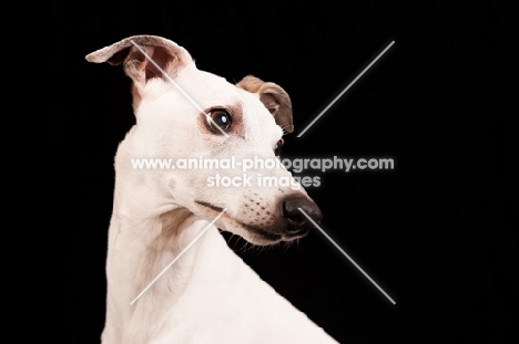 white Whippet, portrait