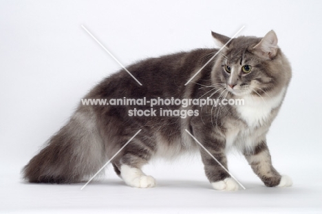 Blue Classic Tabby & White Norwegian Forest cat