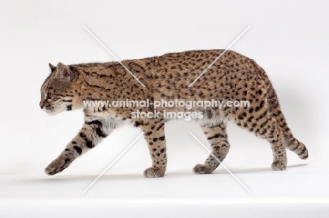 Geoffroy's cat walking on white background