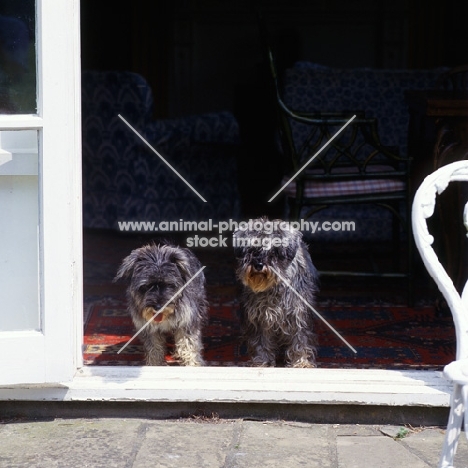 two miniature schnauzers in pet trim standing in doorway