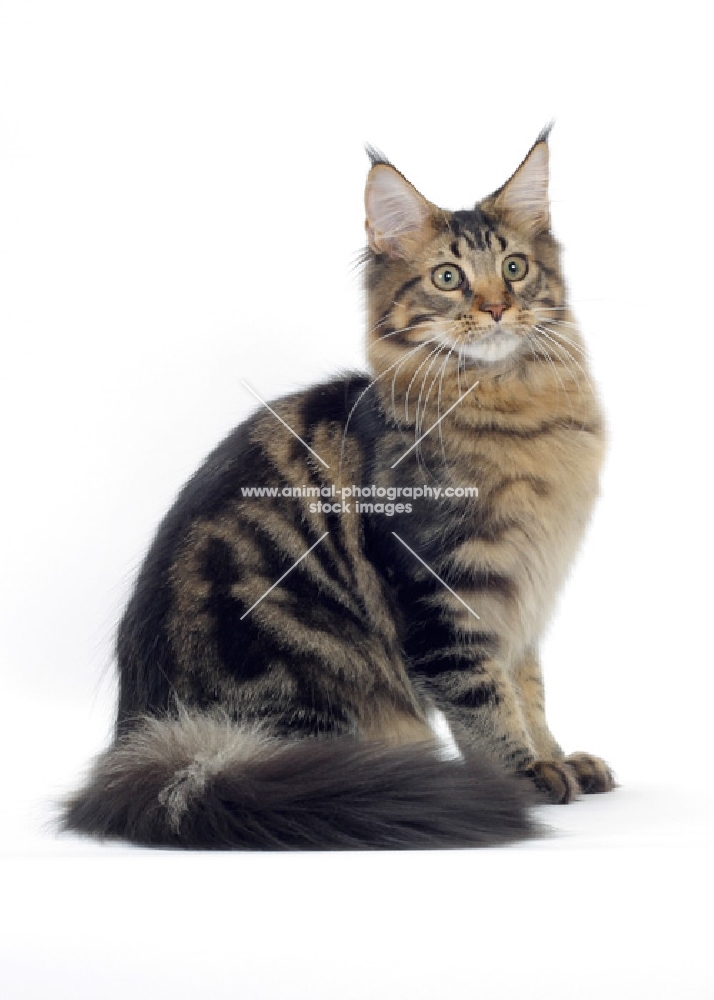 brown classic tabby Maine Coon cat, sitting
