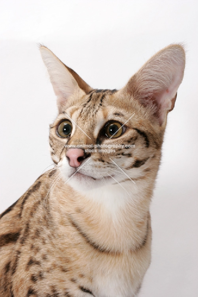 Savannah cat, portrait