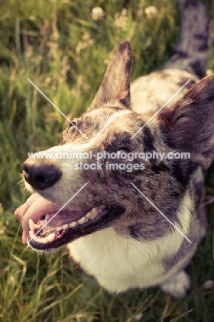 Cardigan Corgi