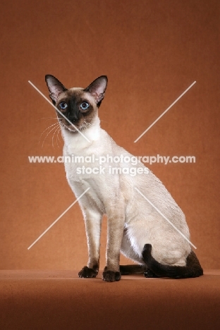 Siamese on brown background