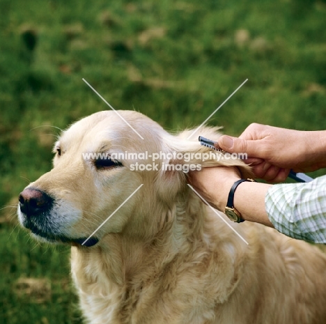 thinning the hair on the ear of a golden retriever