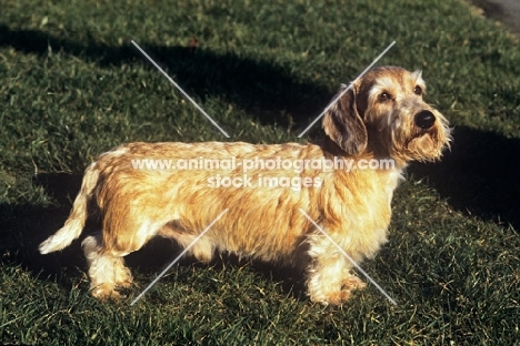 miniature wired haired dachshund