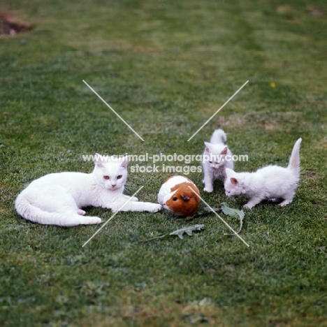 three white kittens, one orange eyed, 2 blue eyed, and a guinea pig