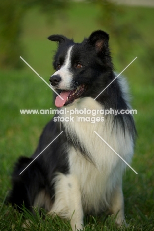 happy black and white border sitting in the grass