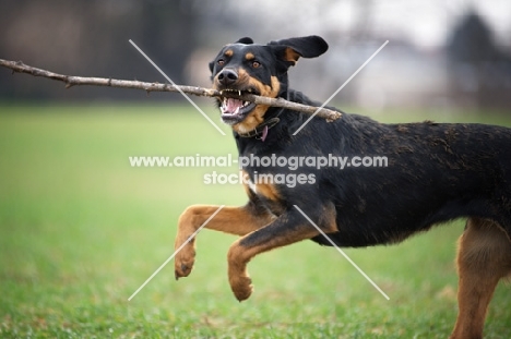 black and tan dog jumping in a field with a stick in its mouth