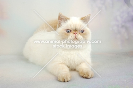 red colourpoint Exotic Shorthair resting on pastel background