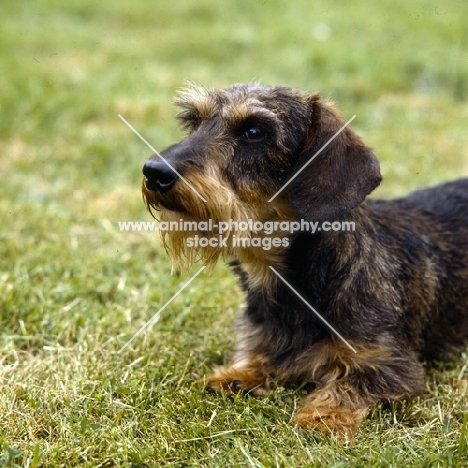 wire haired dachshund head study