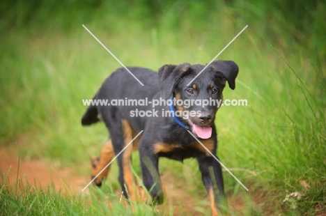 Portrait of a happy Beauceron pup trotting on a country road