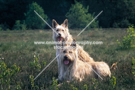 two Picardy Sheepdogs (aka Berger Picard)