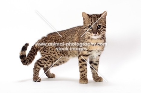 Golden Spotted Tabby Geoffroy cat