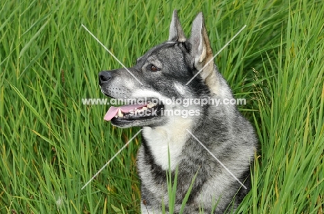 Swedish Elkhound (aka Jamthund)