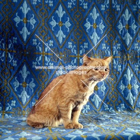 red tabby shorthair cat 