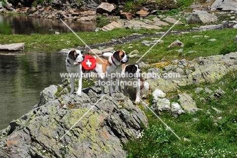 three Saint Bernard dogs standing on rock