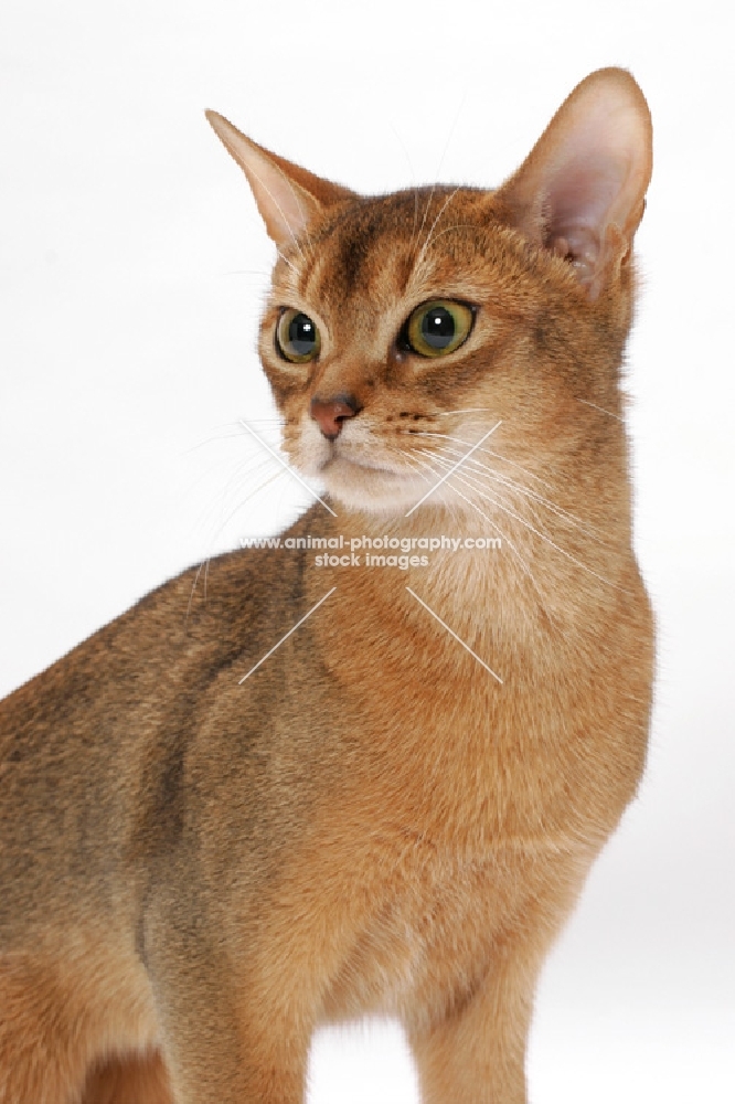 young female Abyssinian