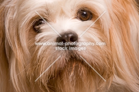 Lhasalier (Cavalier King Charles Spaniel cross Lhasa Apso Hybrid Dog) close up