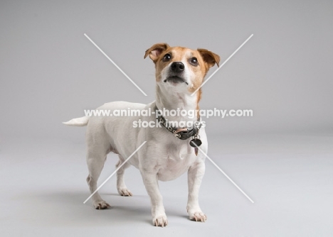 Parson Russell terrier looking inquisitive in studio.